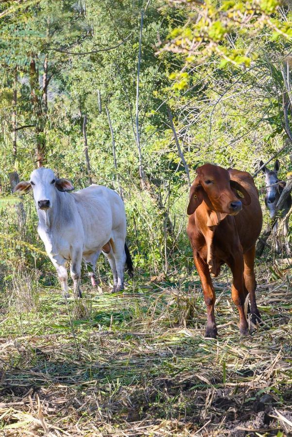 فيلا Hacienda La Huerta Puerto Plata, 1 Bdr المظهر الخارجي الصورة