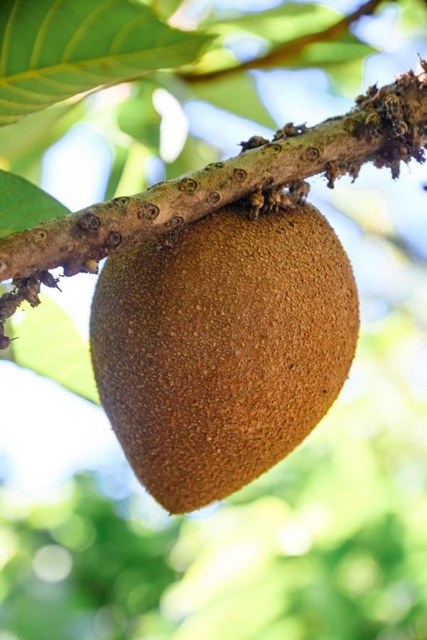 فيلا Hacienda La Huerta Puerto Plata, 1 Bdr المظهر الخارجي الصورة