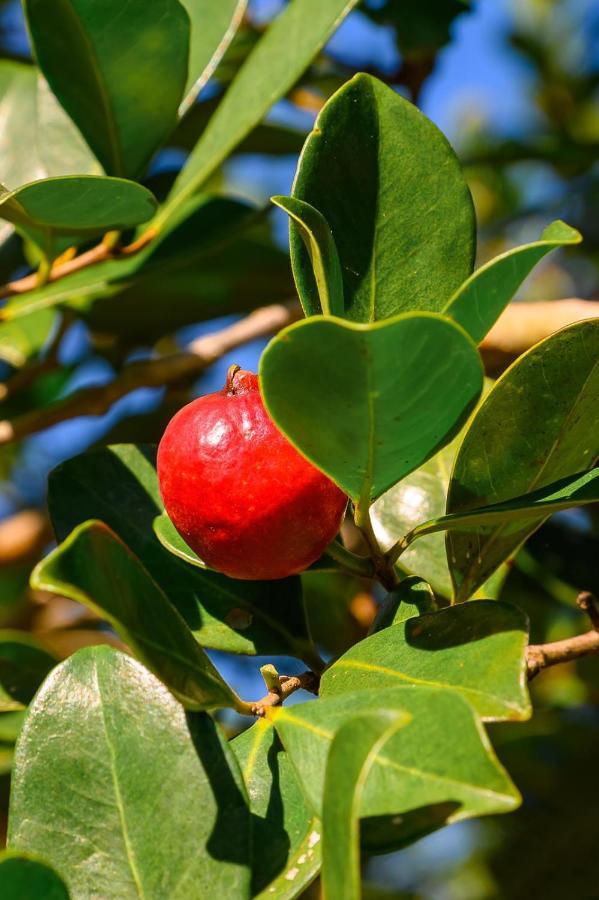 فيلا Hacienda La Huerta Puerto Plata, 1 Bdr المظهر الخارجي الصورة