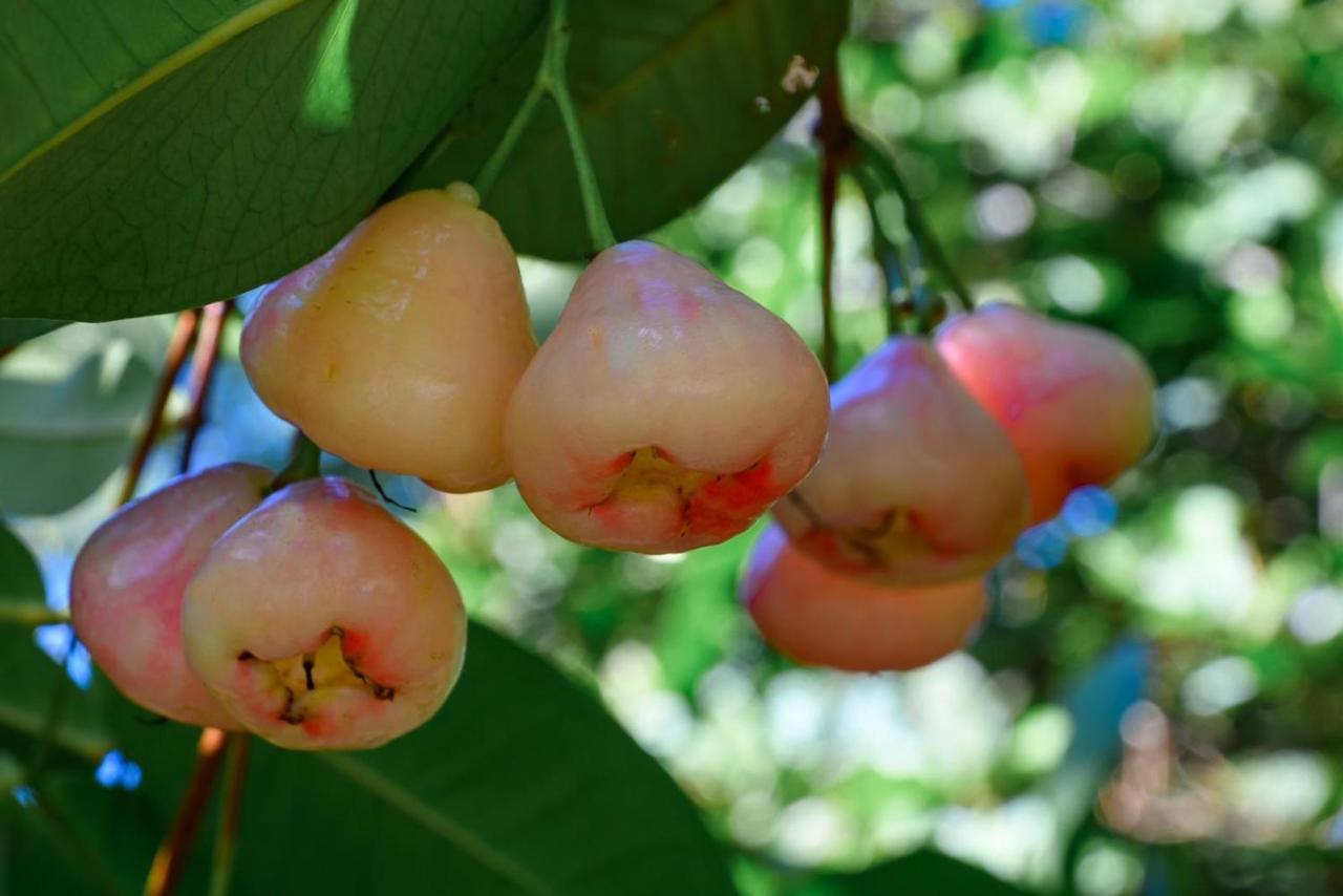 فيلا Hacienda La Huerta Puerto Plata, 1 Bdr المظهر الخارجي الصورة