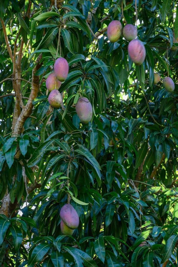 فيلا Hacienda La Huerta Puerto Plata, 1 Bdr المظهر الخارجي الصورة